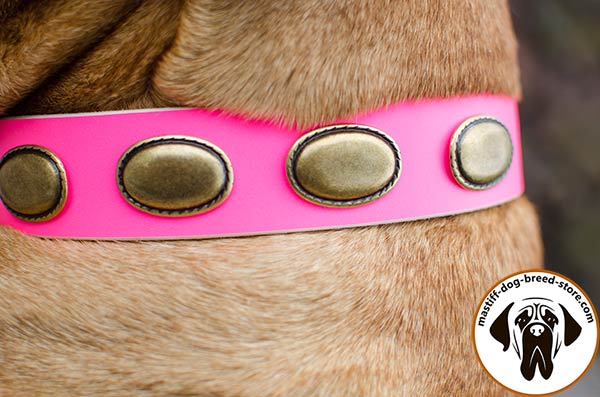 Fashion leather canine collar for Bullmastiff with massive brass plates - close-up