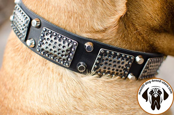 Amazing leather canine collar for Bullmastiff with massive embossed plates