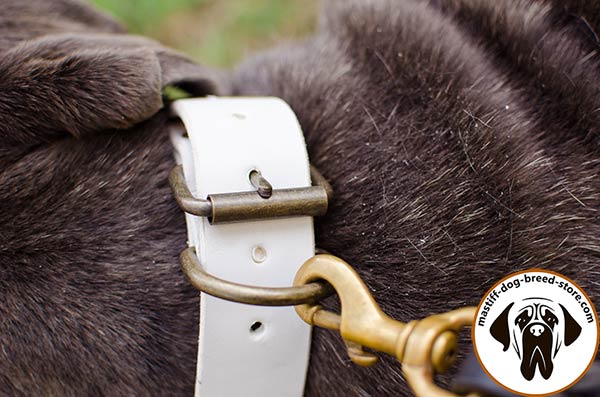 Tear-proof leather canine collar for Bullmastiff with brass plated hardware