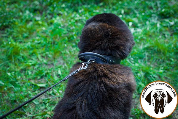 Working leather dog collar for Mastiff with D-ring for leash attachment