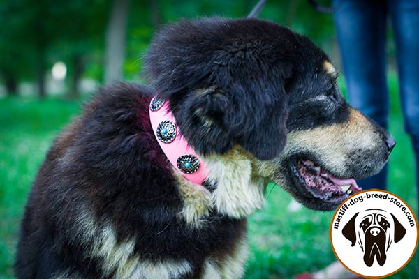 Easy adjustable leather canine collar for Mastino Napoletano