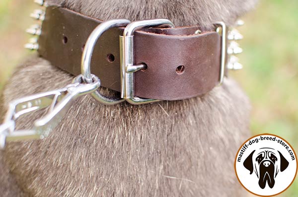 Leather canine collar for Mastino Napoletano with sturdy buckle and D-ring