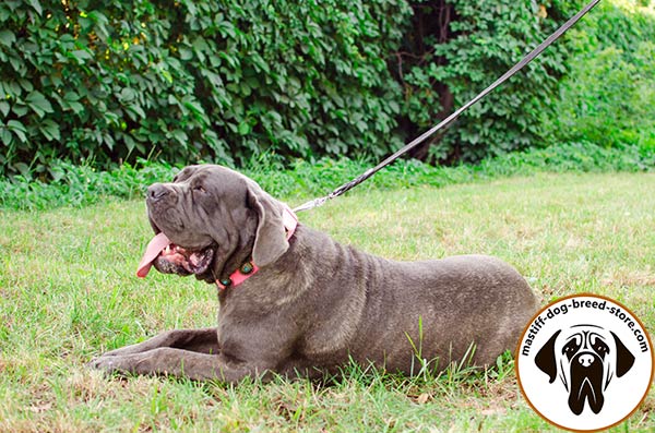 Adorned leather canine collar for Mastino Napoletano
