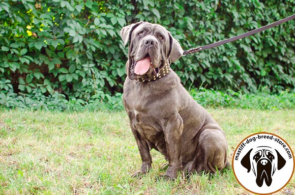 Splendid leather canine collar for Mastino Napoletano