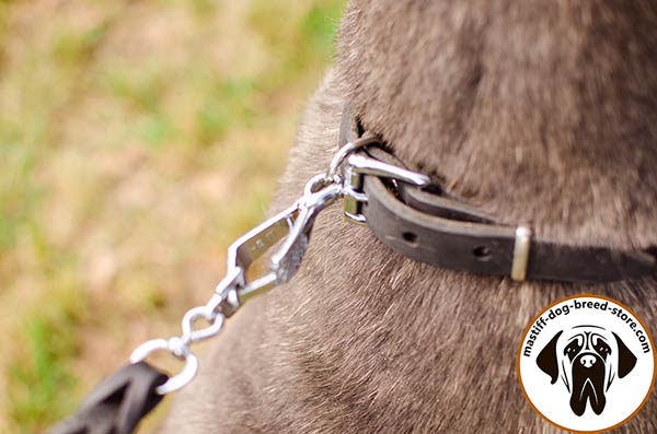 Reliable leather canine collar for Mastino Napoletano with nickel plated hardware