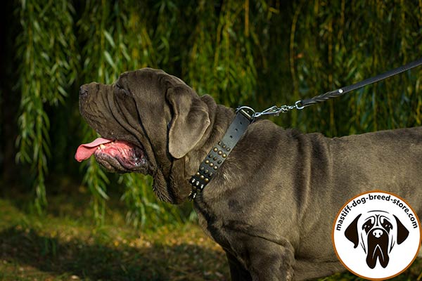 Deluxe leather canine collar for Mastino Napoletano with riveted decoration