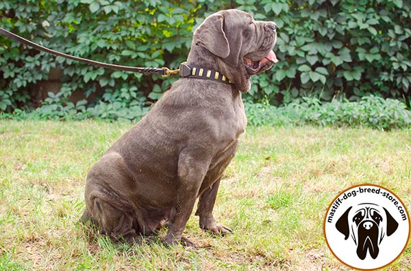 Amazing leather canine collar for Mastino Napoletano walking