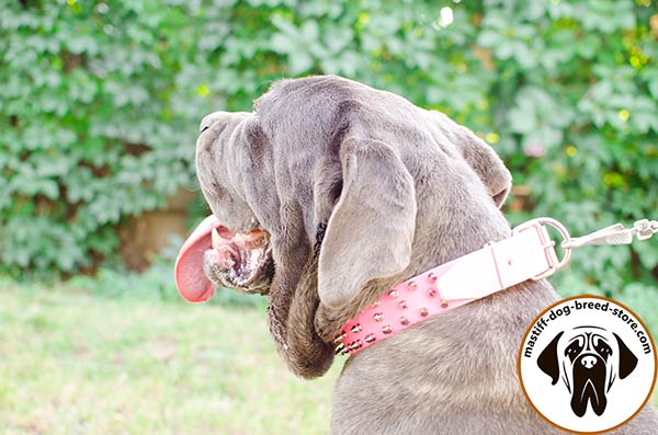 Stylishly adorned leather canine collar for Mastino Napoletano