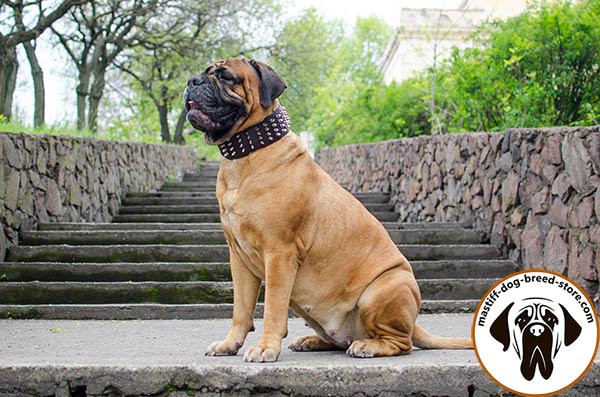 Leather dog collar for Bullmastiff with rust-proof adornment