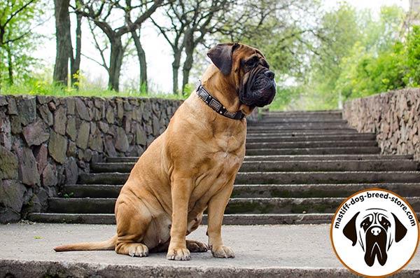 Marvelous leather dog collar for Bullmastiff