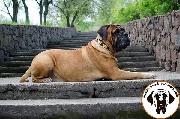 Showy leather dog collar for Bullmastiff