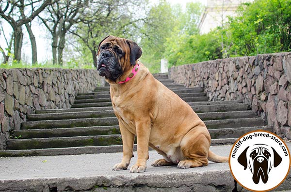 Decorated leather dog collar for Bullmastiff