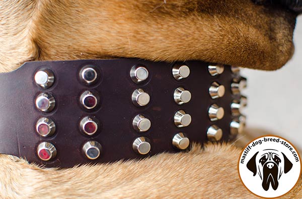 Chic leather dog collar for Bullmastiff with sturdy pyramids
