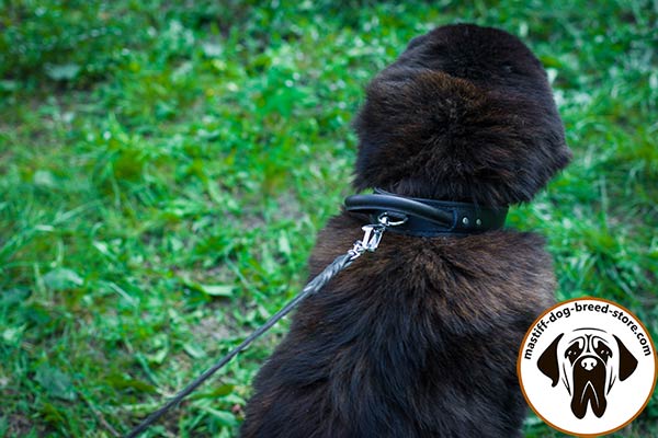 Firm leather dog collar for Mastiff training