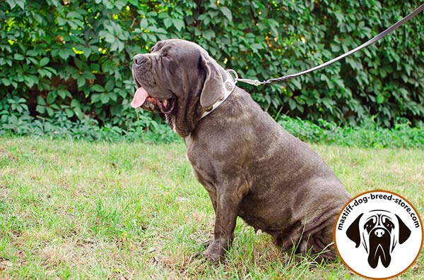 Comfy leather dog collar for Mastino Napoletano with blue stones