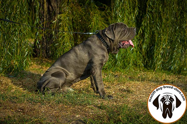 Adjustable leather dog collar for Mastino Napoletano