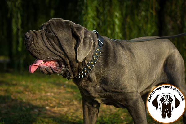 Deluxe leather dog collar for Mastino Napoletano