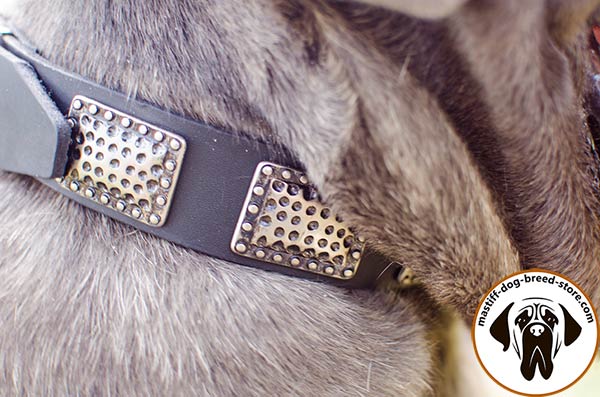 Soft and durable leather dog collar for Mastino Napoletano