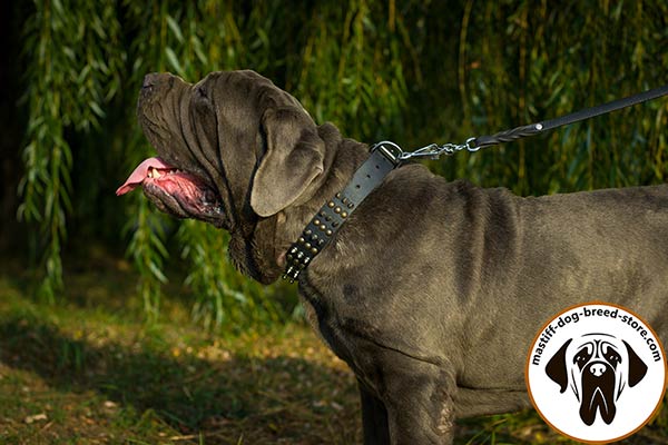 Deluxe leather dog collar for Mastino Napoletano with riveted decoration