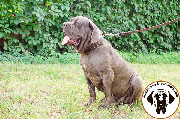 Chic leather dog collar for Mastino Napoletano