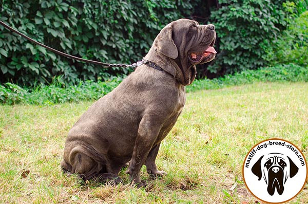 Luxurious leather dog collar for Mastino Napoletano with nickel plated spikes