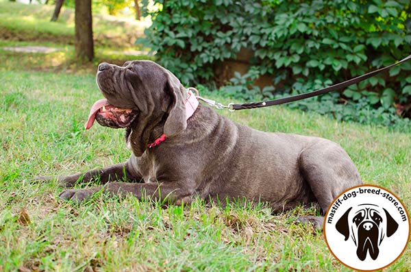 Walking-in-style leather dog collar for Mastino Napoletano