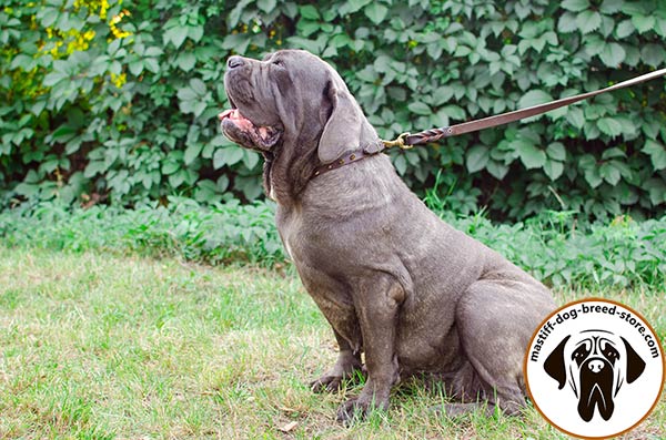 Fashion leather dog collar for Mastino Napoletano walking