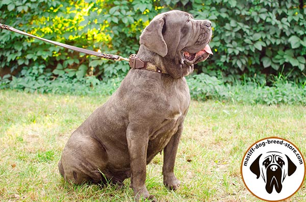 Functional leather dog collar for Mastino Napoletano