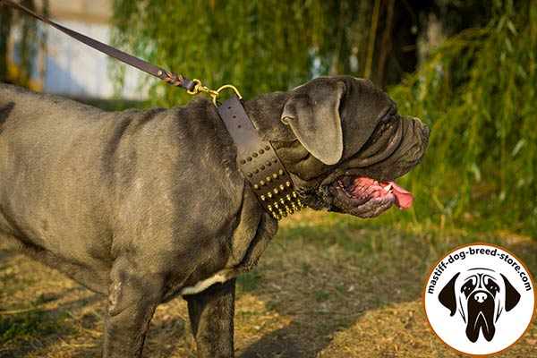Smart spiked leather dog collar for Mastino Napoletano