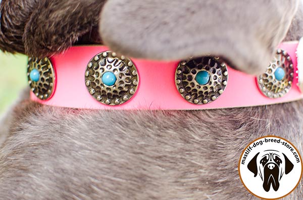 Dazzling leather dog collar for Mastino Napoletano with blue stones