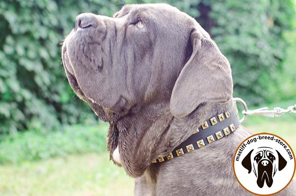 Awesome leather dog collar for Mastino Napoletano collar with embossed studs