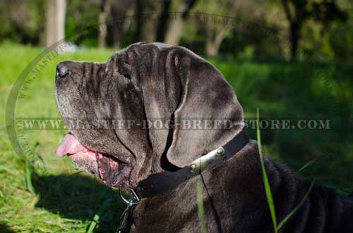 Mastino Napoletano Leather Collar with Name Tag