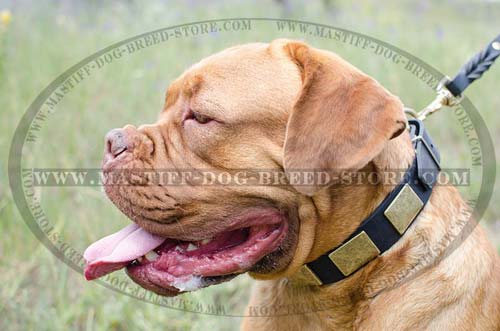 French Mastiff Leather Collar for Dog Training and Walking