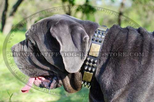 Perfectly Wide Leather Canine Collar for Training and Walking