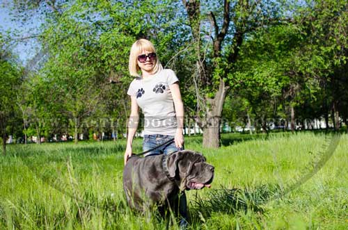 Strong Leather Canine Collar for Daily Activity