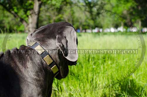 Fashion Leather Collar for Mastiffs