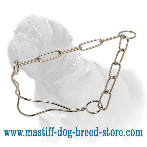 Mastiff show collar of rustproof steel