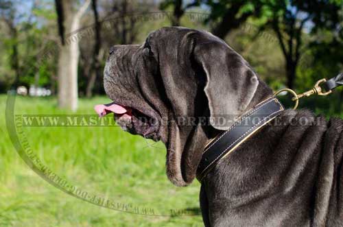 Nappa Padded Leather Collar for Mastino Napoletano Mastiffs