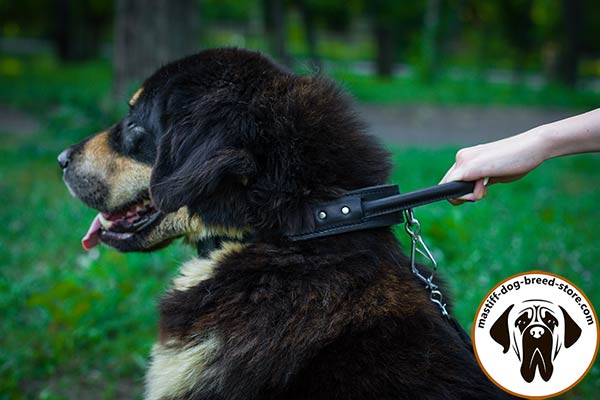 Leather Mastiff collar with handset rivets