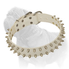 White dog collar for Mastiff with reliable buckle