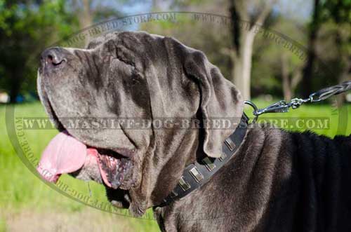 Walking and Training Mastiff Collar with Silver Plates