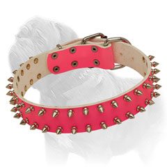 Walking collar with spikes for Mastiff