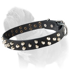 studded dog collar