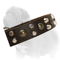 Absolutely non-toxic leather Mastiff collar