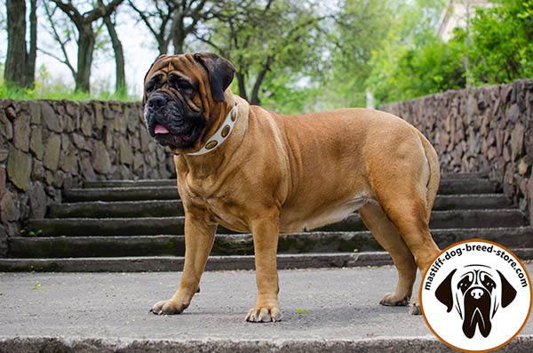 Mastiff white leather collar of classy design with plates placed in row for walking