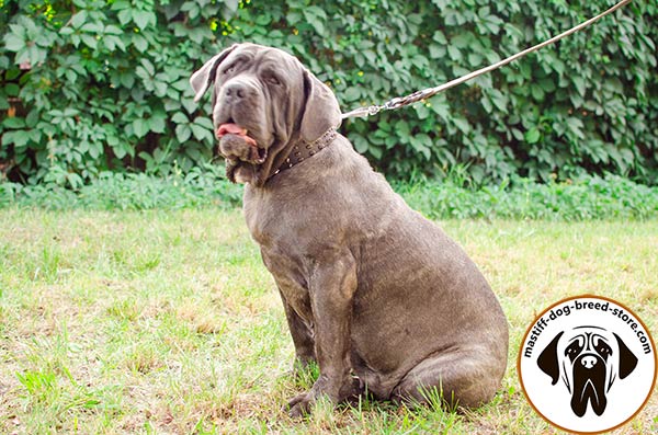 Mastiff brown leather collar extra wide adorned with spikes for walking in style