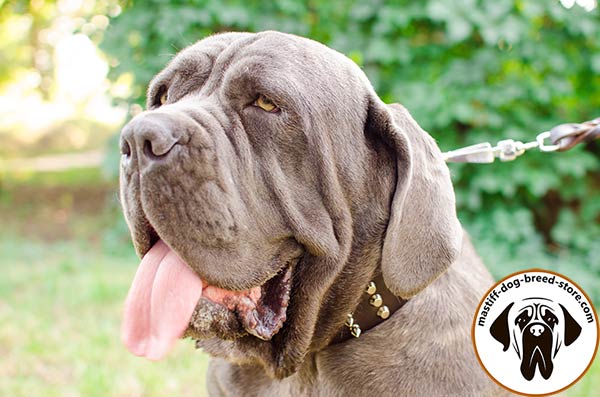 Mastiff brown leather collar easy-to-adjust adorned with spikes and studs  for stylish walks