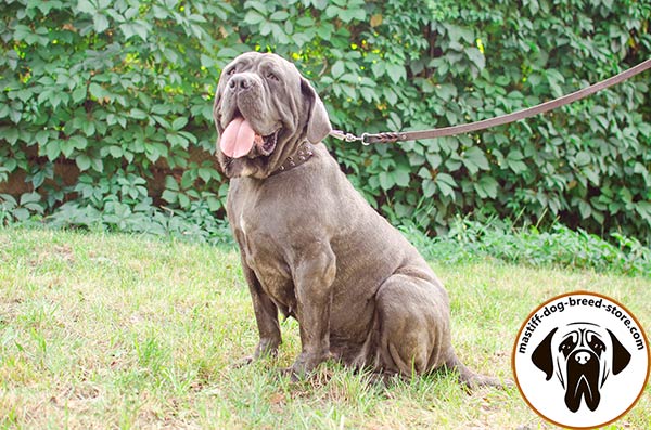 Mastiff brown leather collar extra wide with handset adornment for improved control