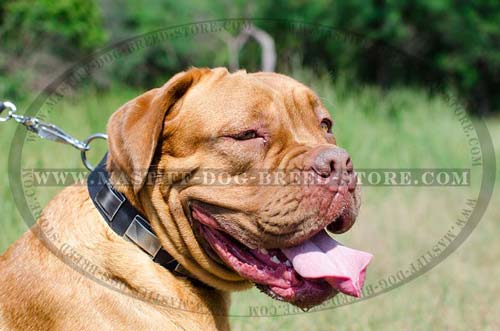 Leather Collar with Carved Plates for French Mastiffs