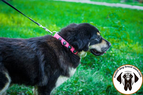 Mastiff pink leather collar of high quality with plates set in row for walking in style